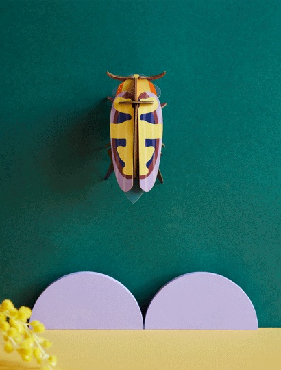 Mango Flower Beetle