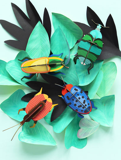 Madagascar Beetle